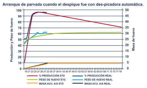 Desarrollo óptimo de la pollita de reemplazo. Bases para una producción eficiente de Huevo. Despique - Image 8