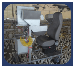Desarrollo óptimo de la pollita de reemplazo. Bases para una producción eficiente de Huevo. Despique - Image 5