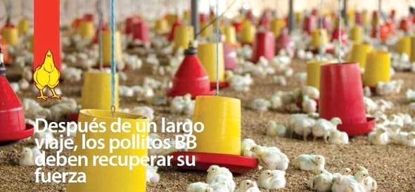 Después de un largo viaje, los pollitos BB deben recuperar su fuerza - Image 1
