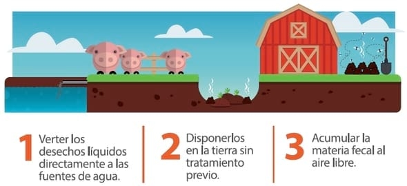 Los desechos porcinos están llenos de beneficios - Image 2