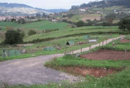 Recomendaciones generales para la cría del Gochu Asturcelta - Image 1