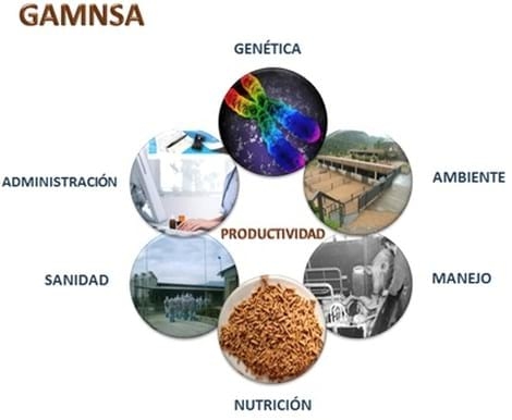 Genética porcina - Image 1