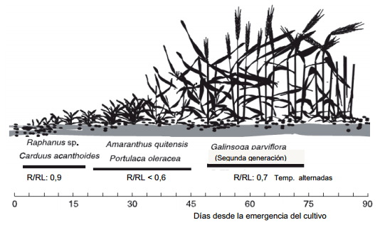 Disminución de la emergencia de malezas en diferentes escenarios agrícolas bajo siembra directa - Image 2
