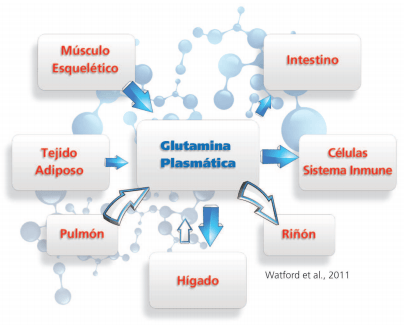 Nutrición de aminoácidos para lechones: Una visión de la industria - Image 7