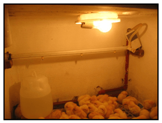 Evaluación de la protección conferida por un desinfectante contra la Tifosis Aviar causada por Salmonella gallinarum - Image 2