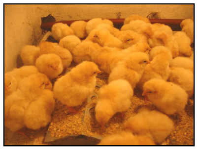 Evaluación de la protección conferida por un desinfectante contra la Tifosis Aviar causada por Salmonella gallinarum - Image 4