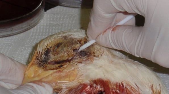 Coriza Infecciosa - Image 6