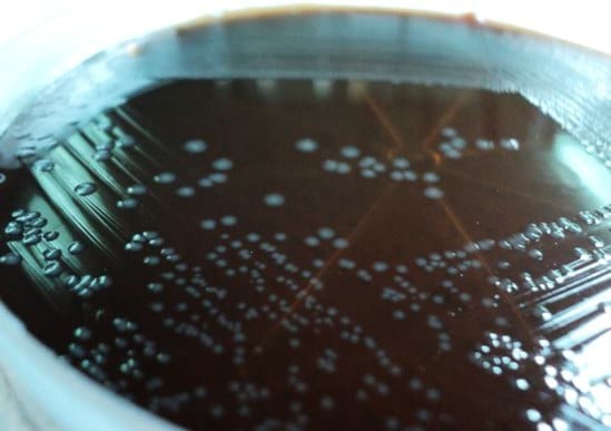 Coriza Infecciosa - Image 8