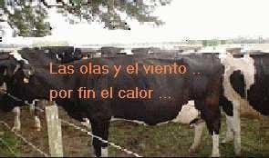 Manejo de la vaca lechera en el verano - Image 1