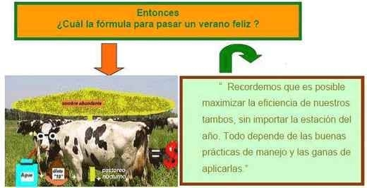 Manejo de la vaca lechera en el verano - Image 6