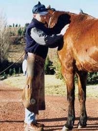 ¿Cómo levantar las manos y las patas del caballo? - Image 1