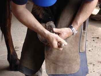 ¿Cómo levantar las manos y las patas del caballo? - Image 15