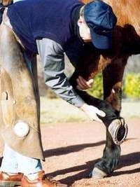 ¿Cómo levantar las manos y las patas del caballo? - Image 2