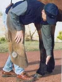 ¿Cómo levantar las manos y las patas del caballo? - Image 3