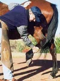 ¿Cómo levantar las manos y las patas del caballo? - Image 11