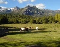 Preguntas frecuentes sobre herrado de caballos - Image 2