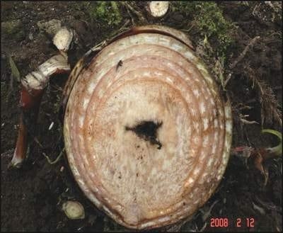 Metodo Para Control de la Enfermedad Causada por el Agente Bacterial Erwinia en Banano - Image 2