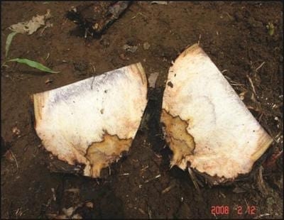Metodo Para Control de la Enfermedad Causada por el Agente Bacterial Erwinia en Banano - Image 4