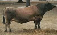 ¿Cómo elegir que Toros usar? - Segunda Parte - Image 1