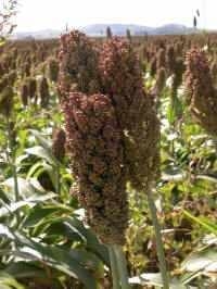 En calidad nutritiva de silaje de maíz y sorgo no está todo dicho - Image 1