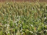 En calidad nutritiva de silaje de maíz y sorgo no está todo dicho - Image 2