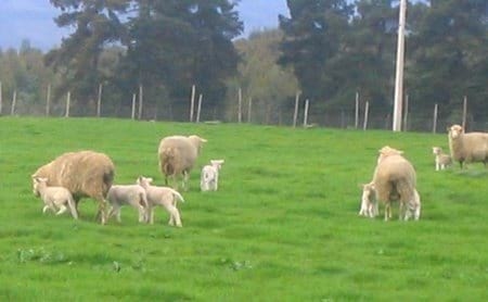 Raza GoldenSheep - Image 1