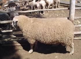 Raza GoldenSheep - Image 4