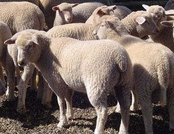 Raza GoldenSheep - Image 2