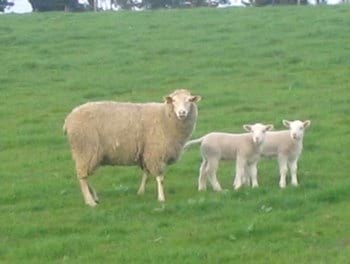 Raza GoldenSheep - Image 3