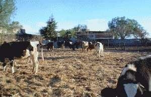 La Mastitis y sus pruebas diagnosticas en Campo - Image 1