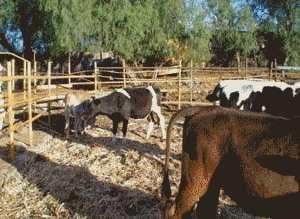La Mastitis y sus pruebas diagnosticas en Campo - Image 2