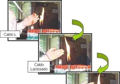  Evaluación de un método de aislamiento de Salmonella Enteritidis para formas L empleando órganos de gallinas experimentalmente infectadas - Image 1