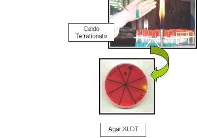  Evaluación de un método de aislamiento de Salmonella Enteritidis para formas L empleando órganos de gallinas experimentalmente infectadas - Image 2