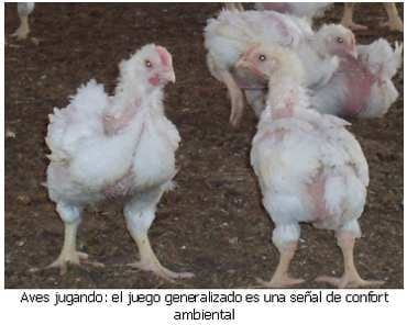 Pollos