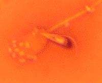 Principales puntos críticos en un centro de inseminación - Image 6