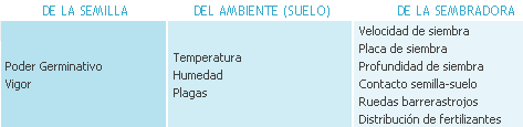 Maíz. El ABC de la siembra - Image 1