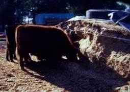Autoconsumo de silaje - Adelante Animales...... A Comer ? - Image 1