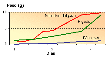 Salud Intestinal. Ajuste de Dietas. - Image 2