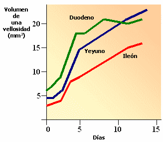 Salud Intestinal. Ajuste de Dietas. - Image 6