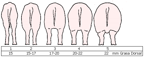 Alimentación de la Cerda Gestante - Image 2