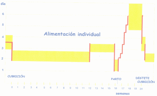 Alimentación de la Cerda Gestante - Image 4