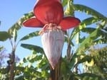 El cultivo del plátano - Image 3
