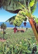 El cultivo del plátano - Image 1