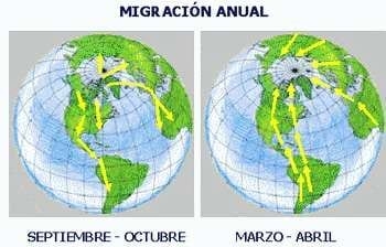 Lo Bueno y lo Malo de la Influenza Aviar - (Actualización Mayo 2006) - Image 4