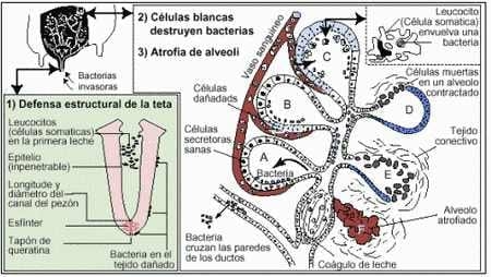 Inmunización del ganado vacuno como alternativa para el control de la Mastitis - Image 2