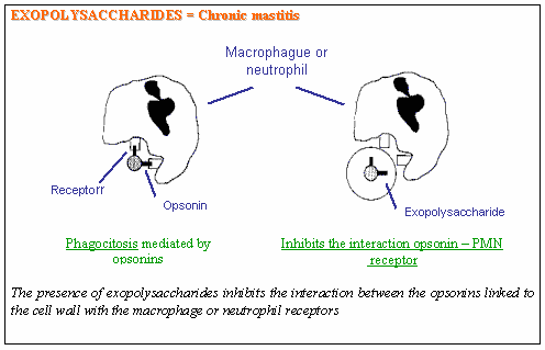 Inmunización del ganado vacuno como alternativa para el control de la Mastitis - Image 3