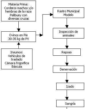 Proyecto: Comercialización de Carne de Ovino - Segunda Parte - Image 14