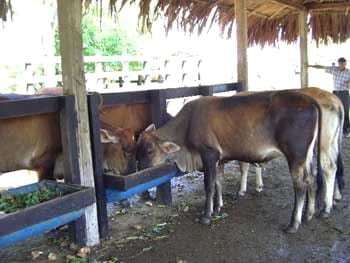 Utilización de la Yuca en la alimentación de Rumiantes en la costa norte colombiana - Image 2
