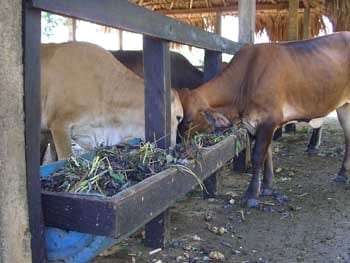 Utilización de la Yuca en la alimentación de Rumiantes en la costa norte colombiana - Image 4