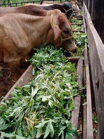 Utilización de la Yuca en la alimentación de Rumiantes en la costa norte colombiana - Image 8